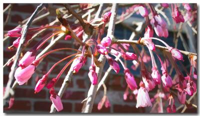 Weeping Cherry March 15.jpg