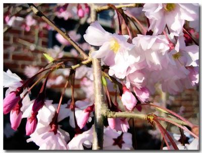 More-Spring-Blossoms.jpg