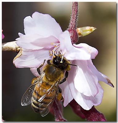 Honey Bee.jpg