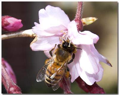 Honey Bee Two.jpg