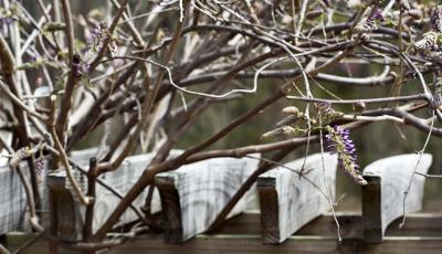 wisteria vines.jpg