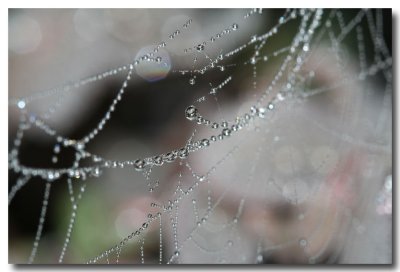 Crystal-Web.jpg