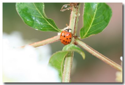 Ladybug-Ladybug.jpg