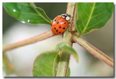 Ladybug-2.jpg