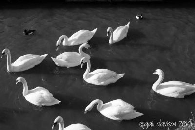 100117 - Swans