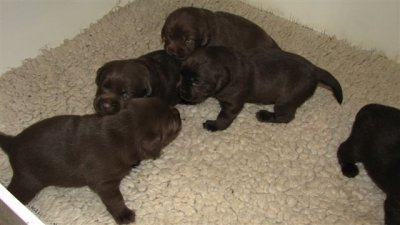 TrufflexRyedown Puppies3wks old 001.jpg