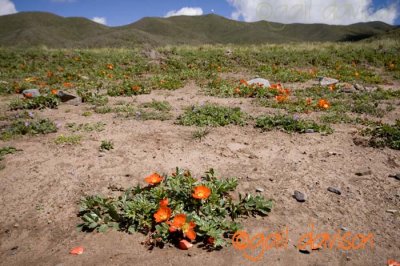 Mountain flowers