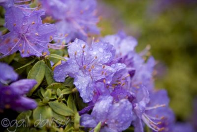 purple rain