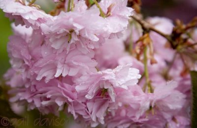 pretty in pink