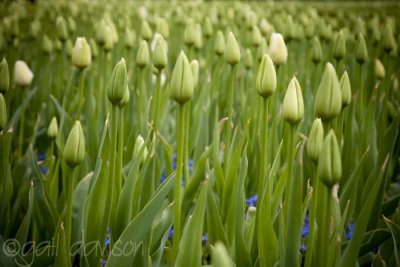 tulips