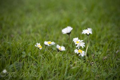 daisies