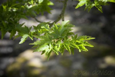 acer