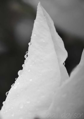 raindrops