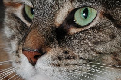 g3/23/502923/3/55777296.Cleo3.jpg