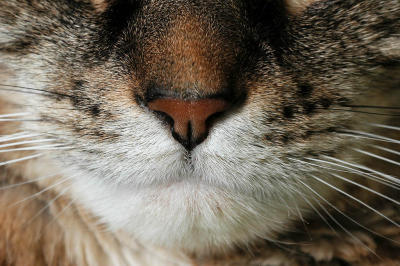 g3/23/502923/3/56342675.Cleo2.jpg