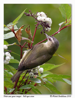 Viro aux yeux rouges  Red eyes vireo