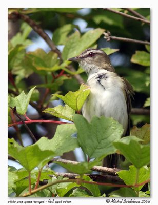 Viro aux yeux rouges  Red eyes vireo
