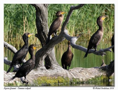 Cormoran  aigrettes  Double crested cormorant