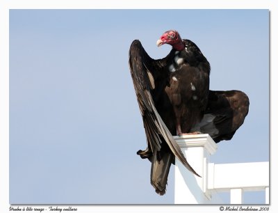 Urubu  tte rouge  Turkey vulture