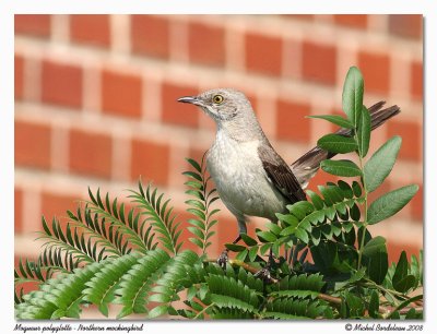 Moqueur polyglotte  Northern mockingbird
