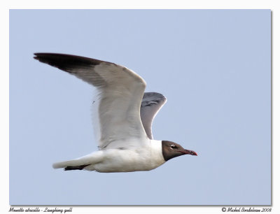 Mouette atricille  Laughing gull