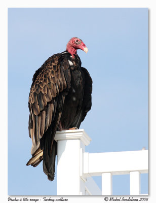 Urubu  tte rouge  Turkey vulture