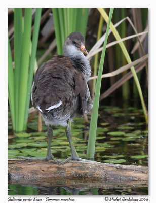 Galinule poule d'eau  Common moorhen