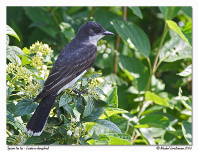 Tyran tri tri  Eastern kingbird