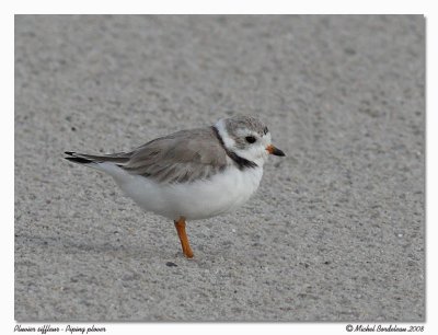 Pluvier siffleur  Piping plover
