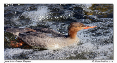 Grand harle  Common merganser