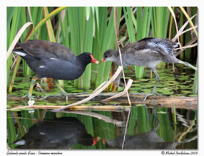 Galinule poule d'eau  Common moorhen