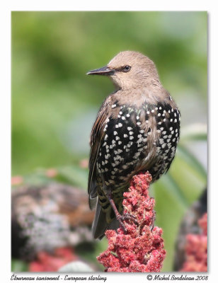 tourneau sansonnet  European starling