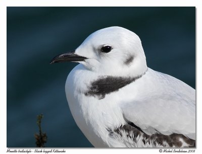 Mouette tridactyle  Black legged Kittiwake