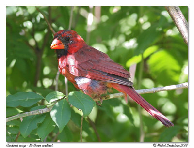 Cardinal rouge  Northern cardinal