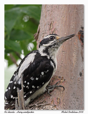 Pic chevelu  Hairy woodpecker