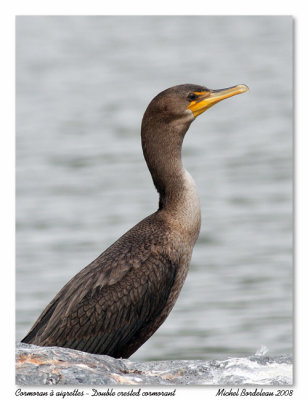 Cormoran  aigrettes  Double crested cormorant