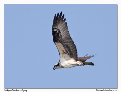 Balbuzard pcheur  Osprey