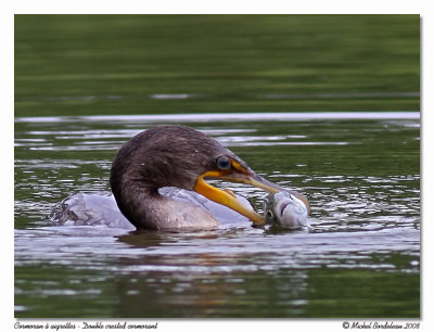 Cormoran  aigrettes  Double crested cormorant