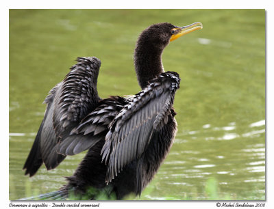 Cormoran  aigrettes  Double crested cormorant