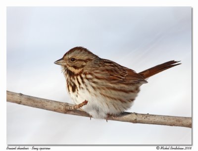 Bruant chanteur  Song sparrow