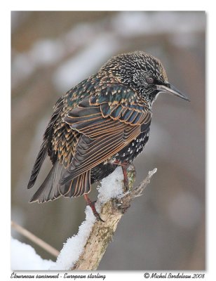 tourneau sansonnet  European starling