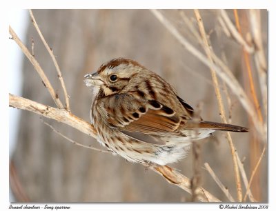 Bruant chanteur  Song sparrow