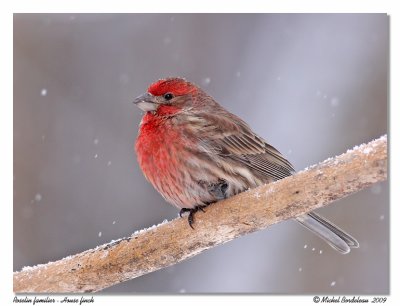 Roselin familier House finch