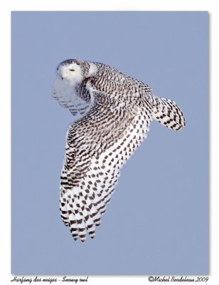 Harfang des neiges - Snowy owl