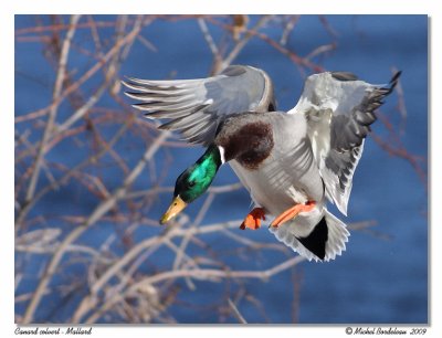 Canard colvert   Mallard