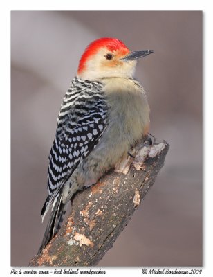 Pic  ventre roux  Red bellied woodpecker