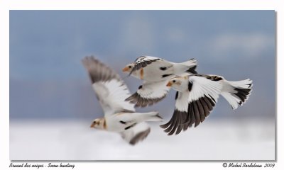 Bruant des neiges  Snow bunting