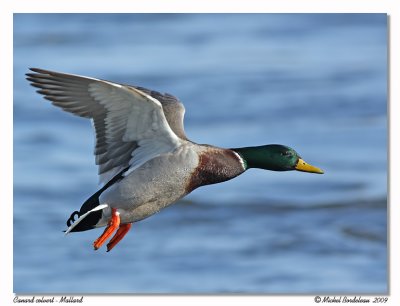 Canard colvert  Mallard