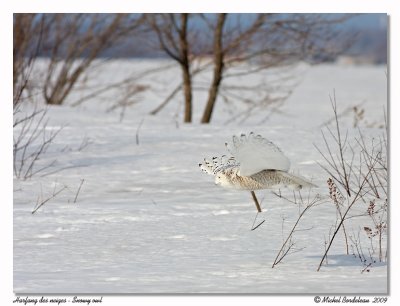 Harfang des neiges  Snowy owl