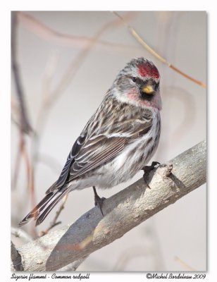 Sizerin flamm  Common redpoll